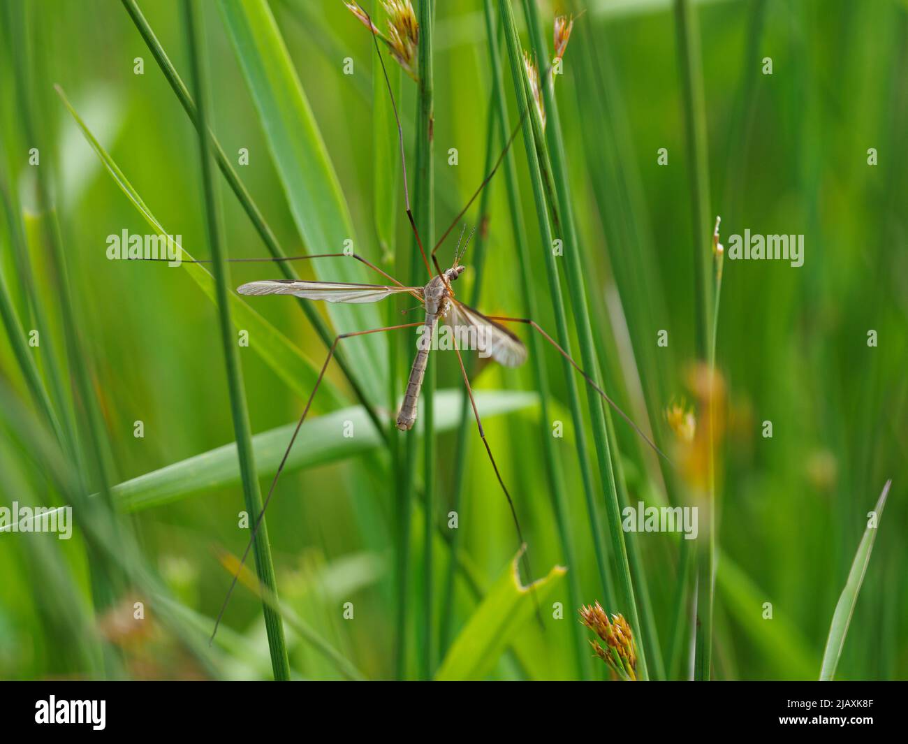Tipulidae, Cranefly, Regno Unito Foto Stock