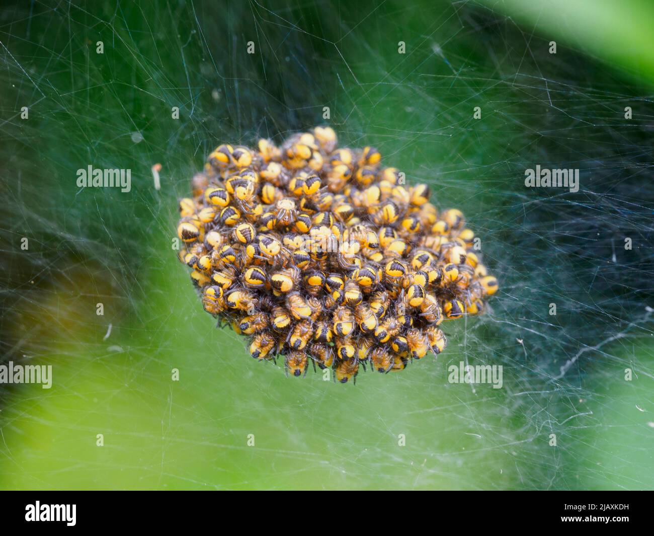 Araneus diadematus, Garden Cross Spider Spiderlings, Cornovaglia, Regno Unito Foto Stock