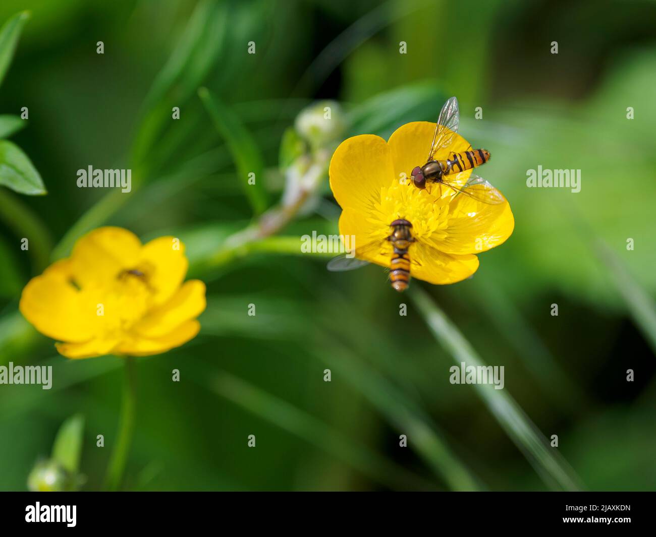 Vola su un fiore di Buttercup, Cornovaglia, Regno Unito Foto Stock