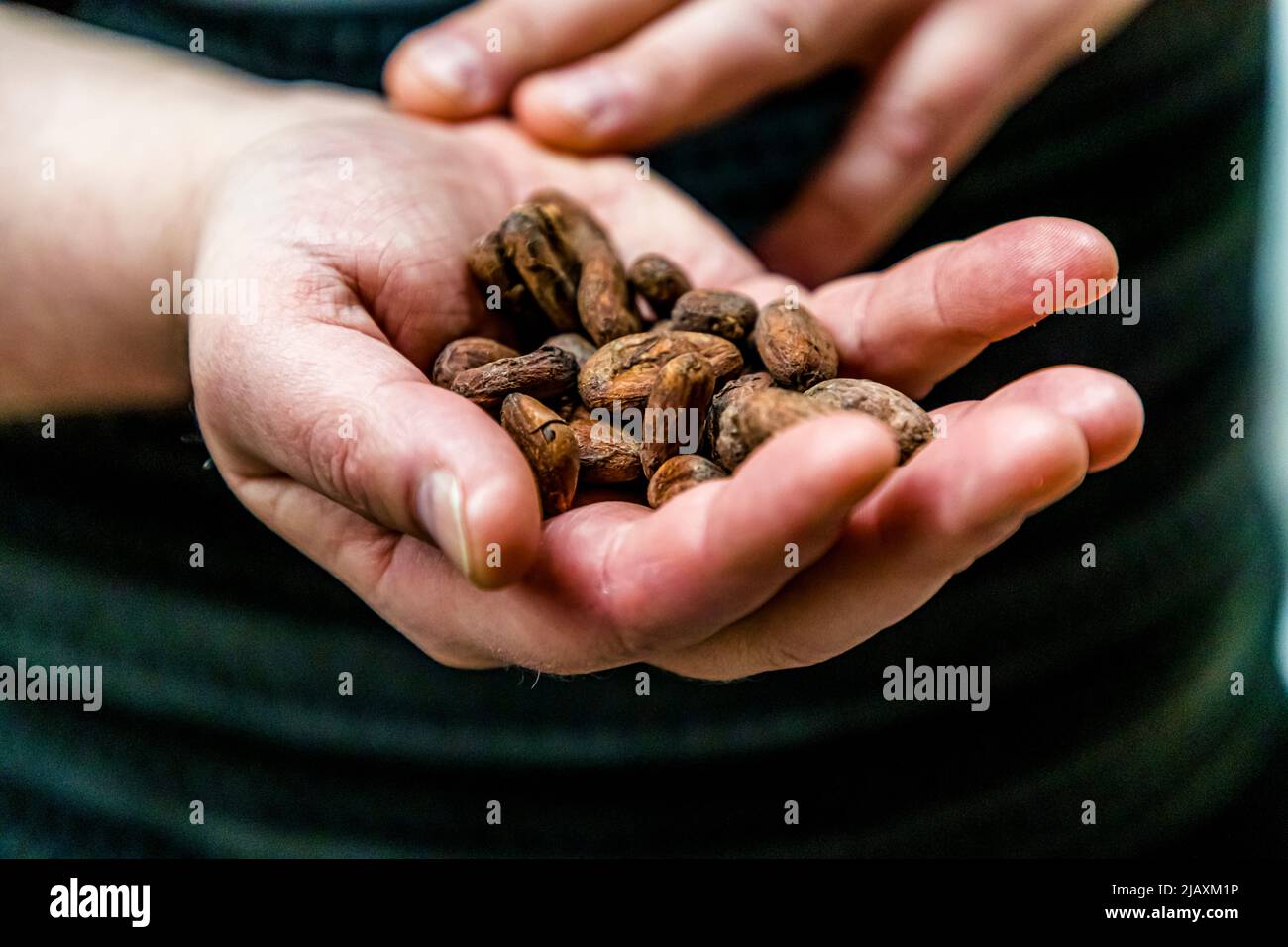 Fave di cacao crude riposano nelle due mani a coppa della fabbrica di cioccolato Omnom a Reykjavik, Islanda. Omnom lavora il suo cacao interamente in casa utilizzando il metodo bean-to-bar. Foto Stock