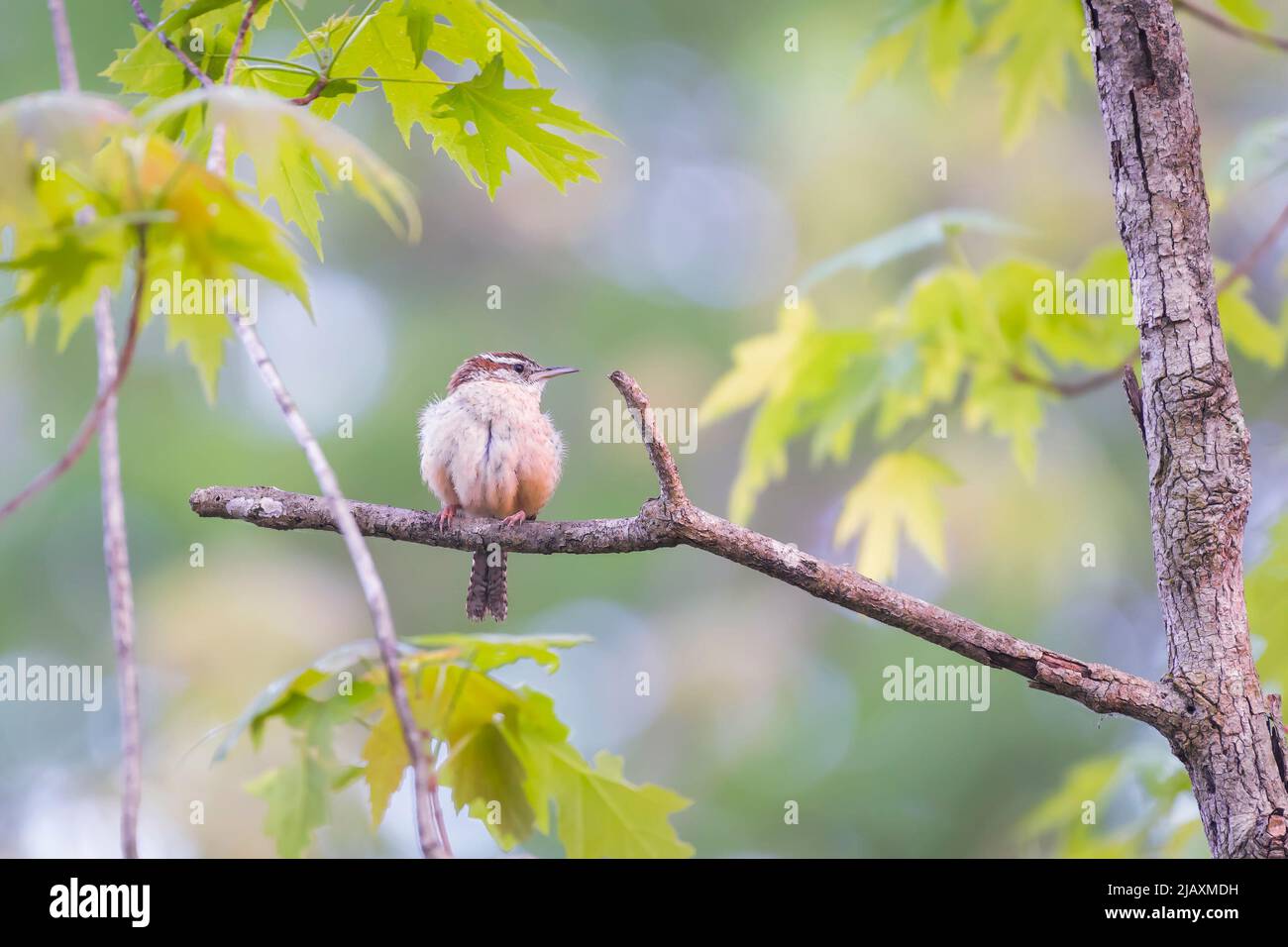 Carolina wren (Thryothorus ludovicianus) che percepisce su un ramo di albero. Chesapeake e l'Ohio Canal National Historical Park. Maryland. USA Foto Stock