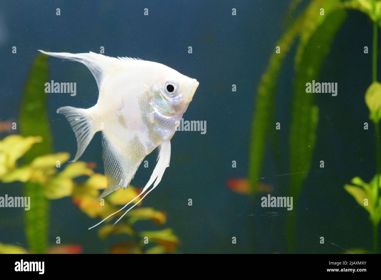 Acquari di acqua dolce piantati con pesci angelo d'argento. Pesci angelo in pesci cisterna con sfondo sfocato (Pterophyllum scalare) Foto Stock