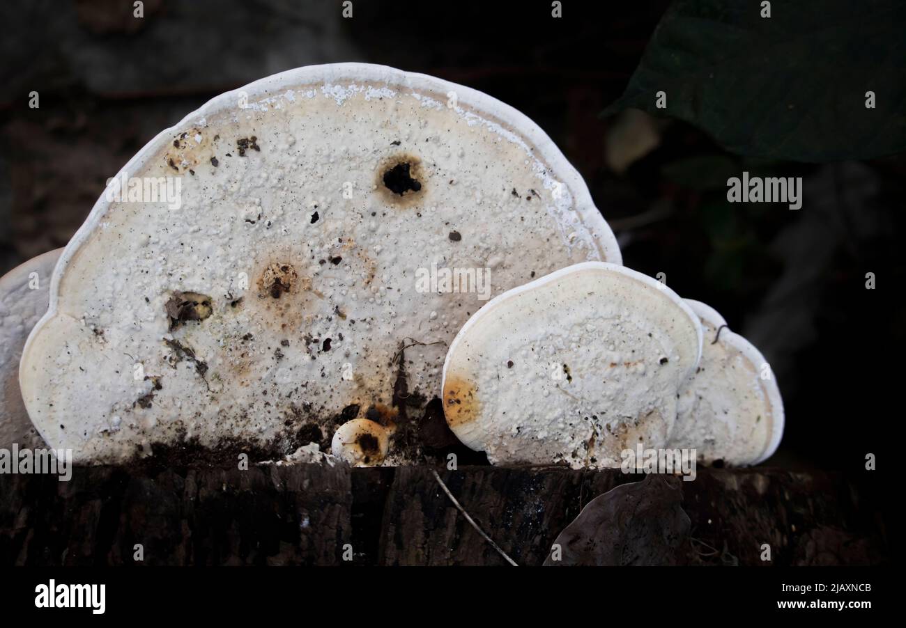 Primo piano di un grande fungo bianco o Fomitopsidaceae Fungus Foto Stock