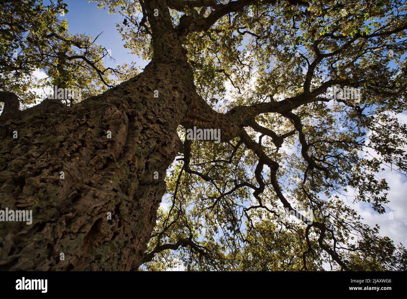 Vista ad angolo basso di una quercia da sughero Foto Stock