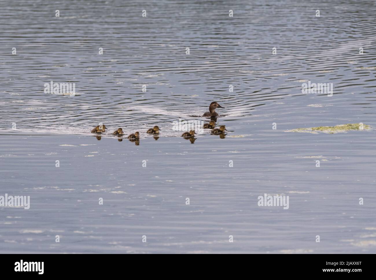 Pochard femminile (Aythya ferina) con anatroccoli Foto Stock