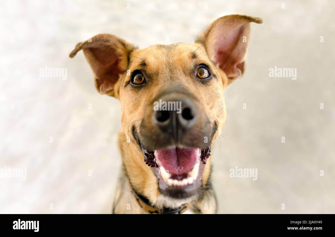 Un cane felice sta osservando molto eccitato con Un sorriso grande sul suo volto Foto Stock