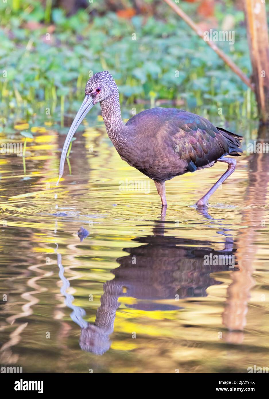 Ibis (Plegadis chihi) di fronte al bianco nella palude, Brazos Bend state Park Foto Stock