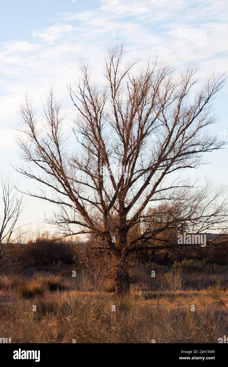 Albero senza foglie nella campagna vicino Madrid. Spagna Foto Stock