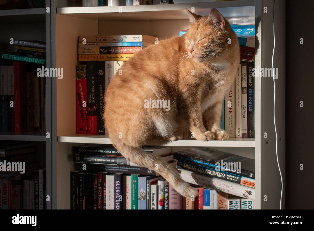 Ginger gatto in luce solare su scaffale libro Foto Stock