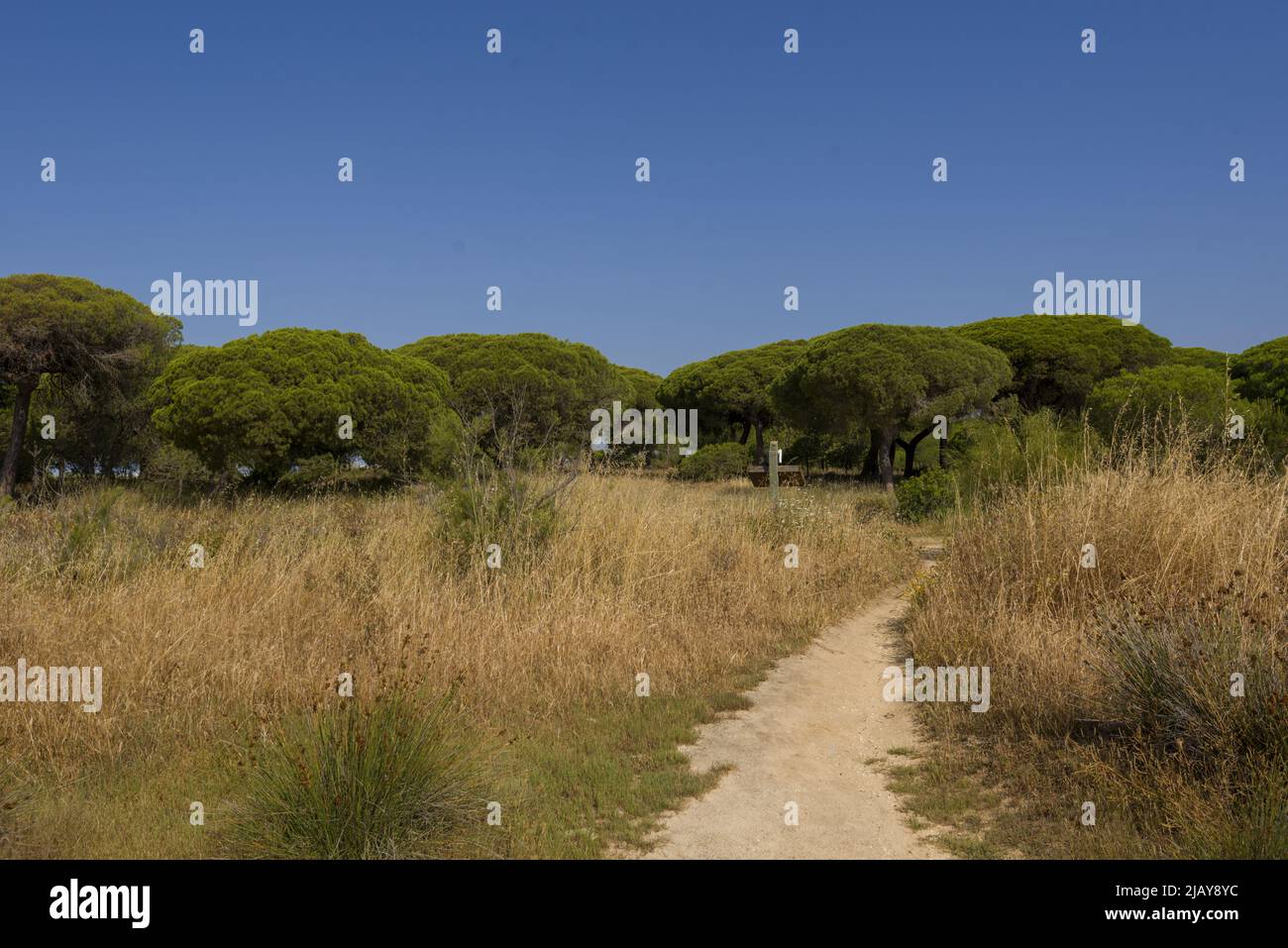 Alberi nel Parco Ria Formosa, a Olhao, Algarve, Portogallo Foto Stock