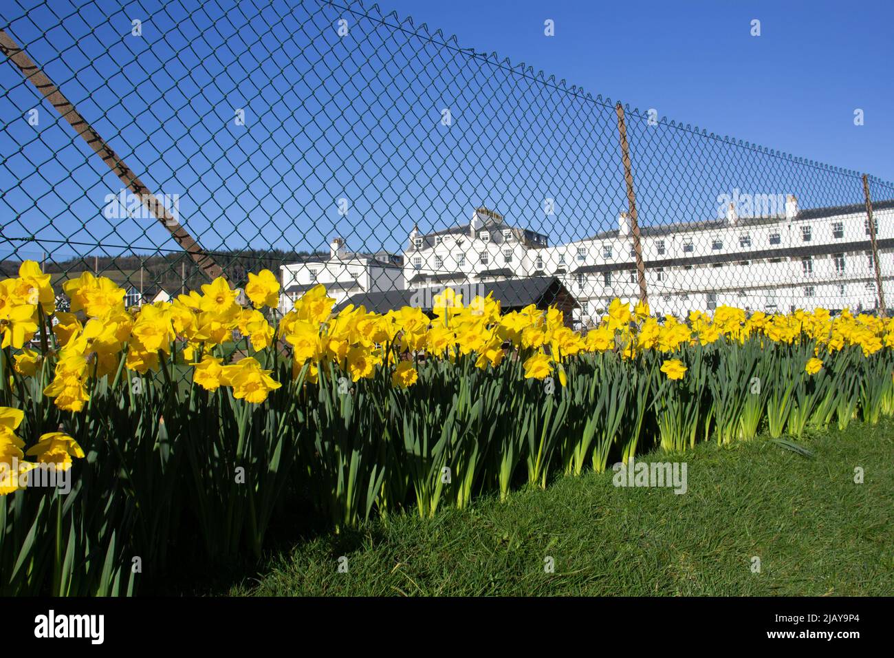 SIDMOUTH, UK - 26 FEBBRAIO 2021 il Sidmouth Cricket Tennis & Croquet Club mostra daffodil con il Fortfield Terrace dipinto di bianco Foto Stock