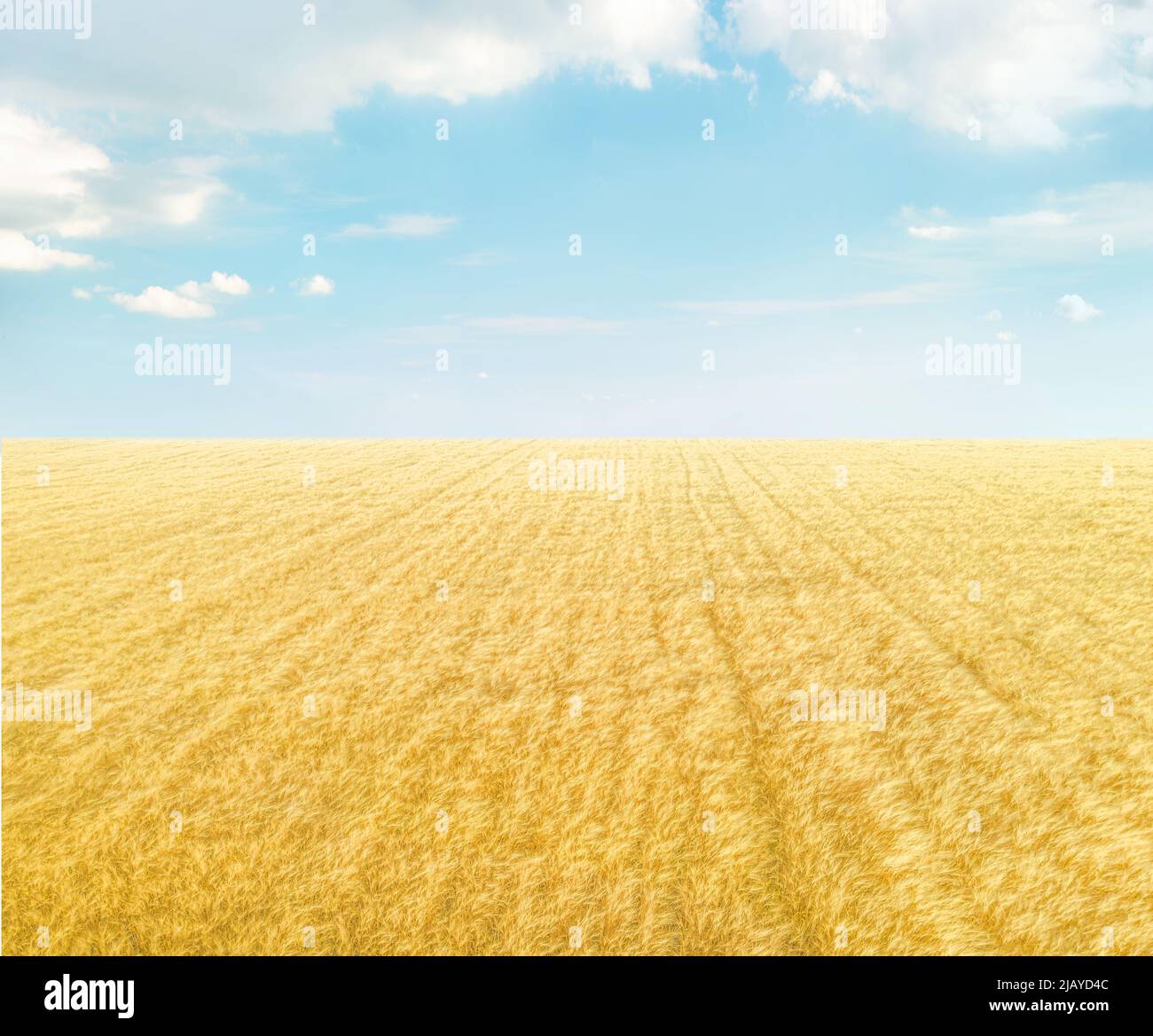 Campo di grano dorato sotto cielo azzurro con nuvole, sfondo paesaggistico minimalista Foto Stock