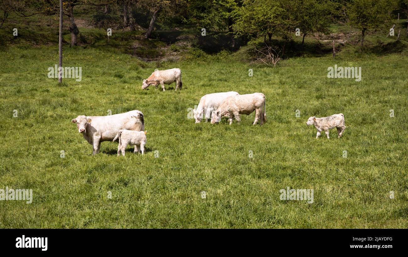 Gruppo di vacche bianche che pascolo sul verde erba in Spagna, agnello bianco che posa sul campo di erba, Rupit Foto Stock