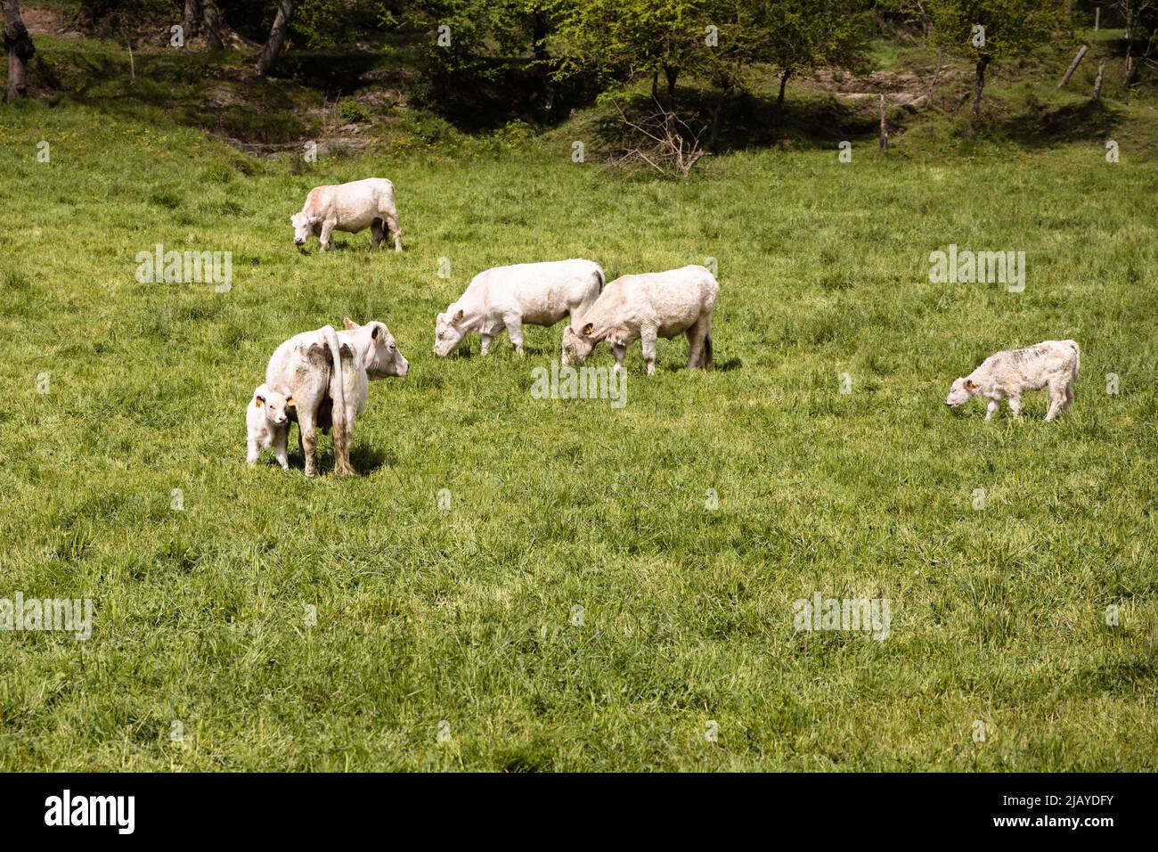 Gruppo di vacche bianche che pascolo sul verde erba in Spagna, agnello bianco che posa sul campo di erba, Rupit Foto Stock