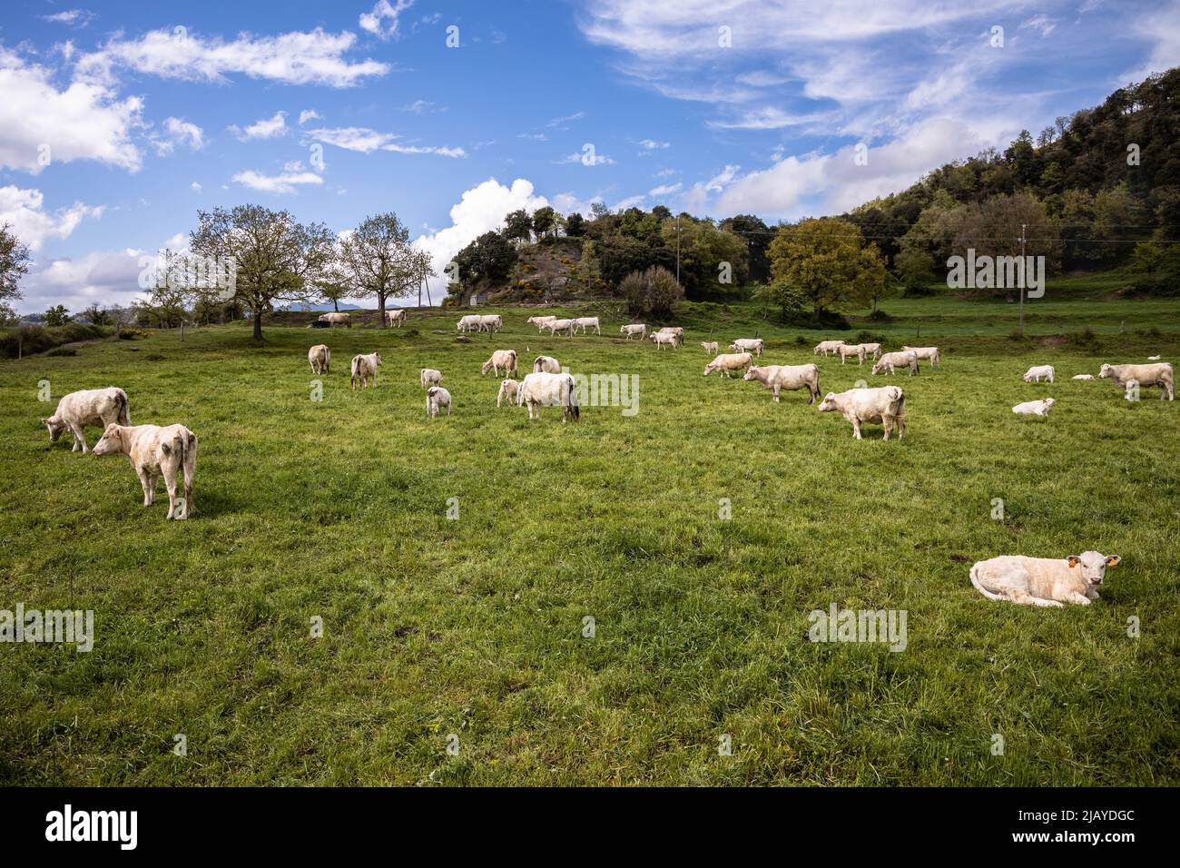 Gruppo di vacche bianche che pascolo sul verde erba in Spagna, agnello bianco che posa sul campo di erba, Rupit Foto Stock