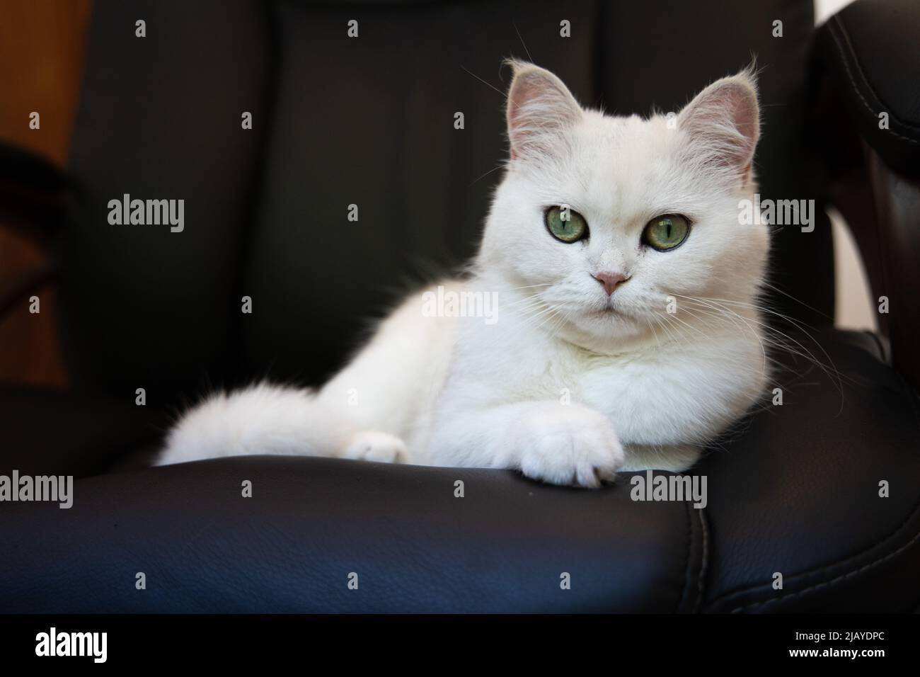 Il gatto boss che si posa sulla sedia ufficio nero, bianco soffice gatto grumpy, che è il boss Foto Stock