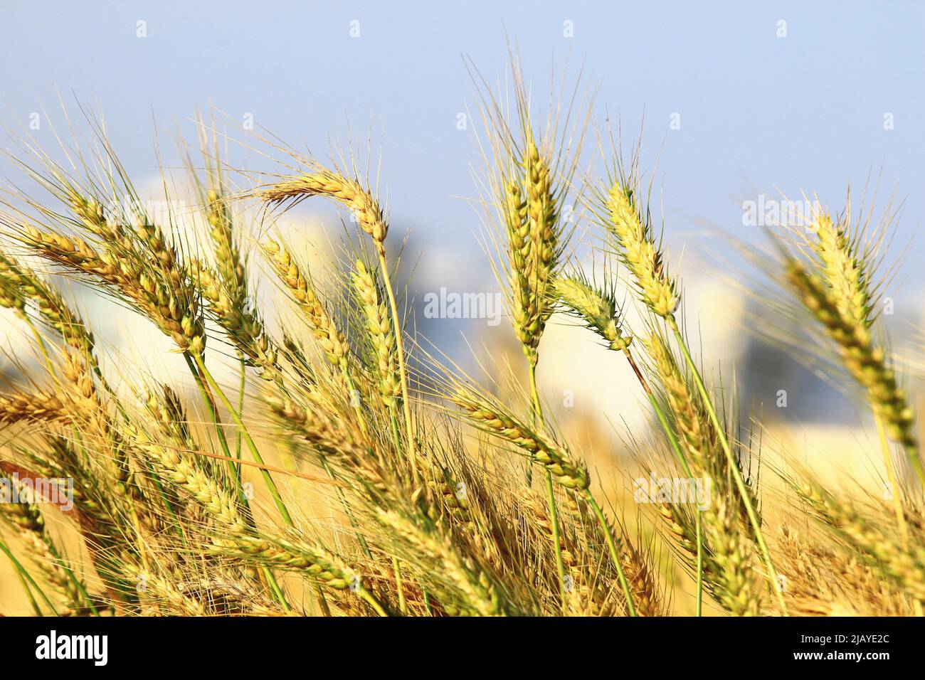 Bella vista di spighe di grano dorato con sfondo cielo blu, primo piano di giallo con spighe di grano verde che crescono nella campagna in una giornata di sole Foto Stock