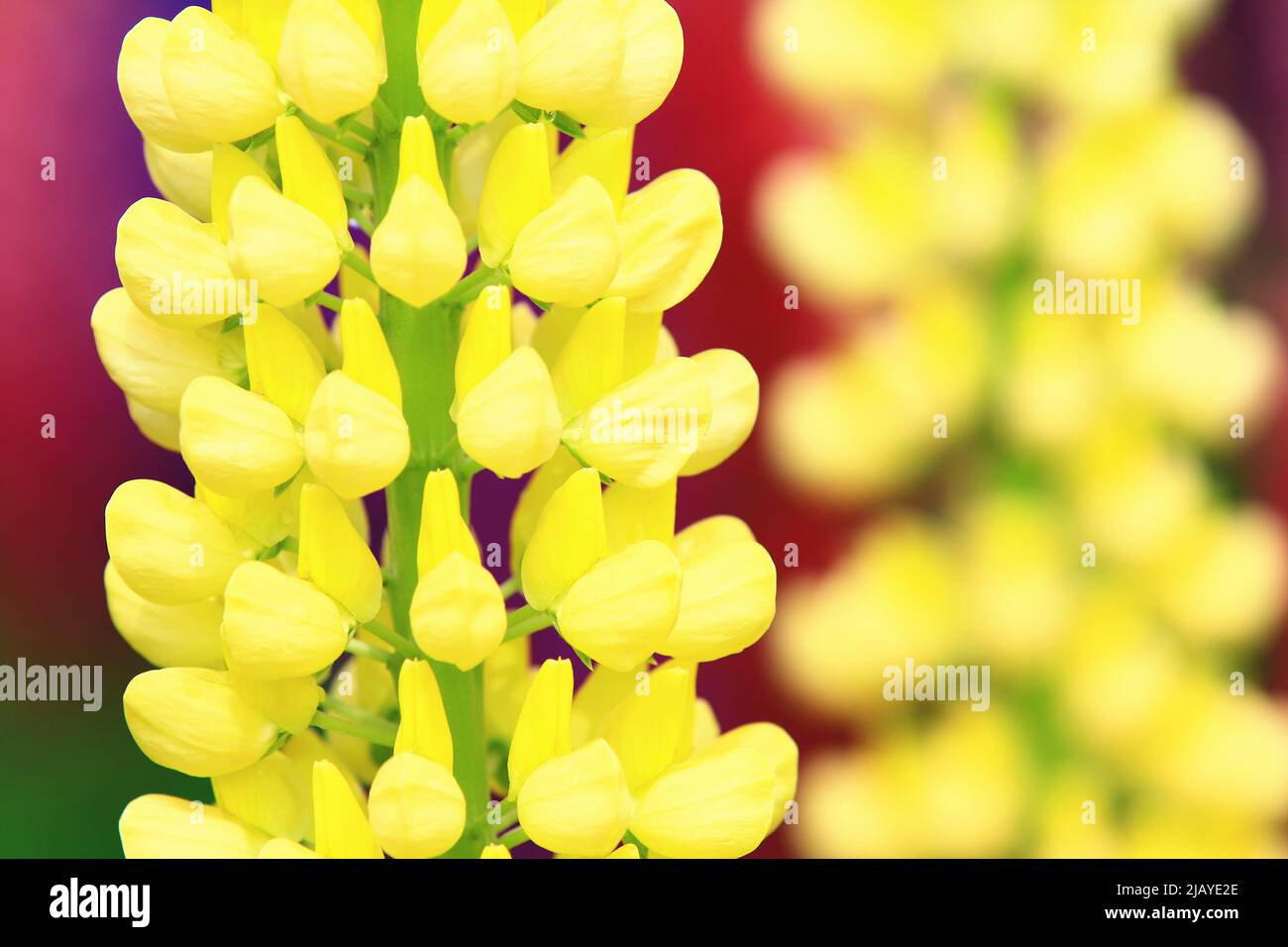 Lupinus in fiore (Fiore di ghiaccio opaco), primo piano di fiori gialli Lupinus in fiore nel giardino in primavera Foto Stock