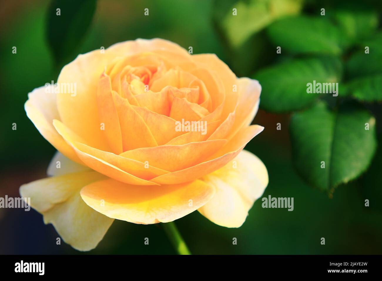 Fiore romantico giallo fresco rosa, bella rosa giallo in piena fioritura nel giardino Foto Stock