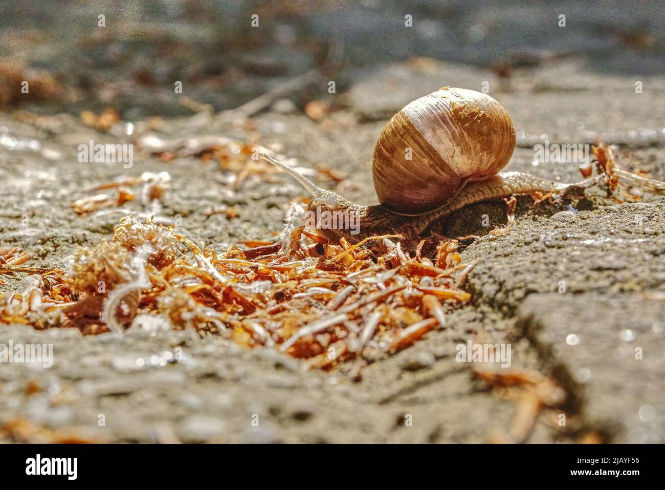 primo piano di una lumaca strisciante Foto Stock