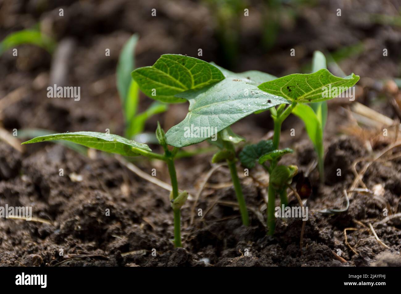 Fagiolo di sapling in un giardino agricolo in primavera giorno di sole. Concetto di fondo agricolo. Primo piano, messa a fuoco selettiva Foto Stock