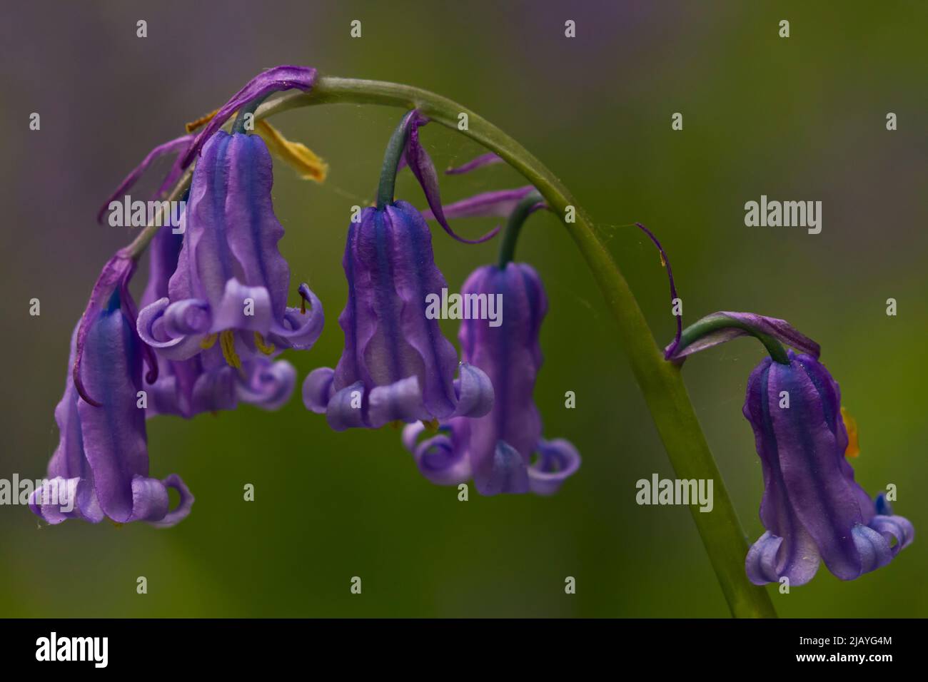 Un primo piano di fiori di bluebell, legno di Abbott, Sussex, UK, 2022 Foto Stock