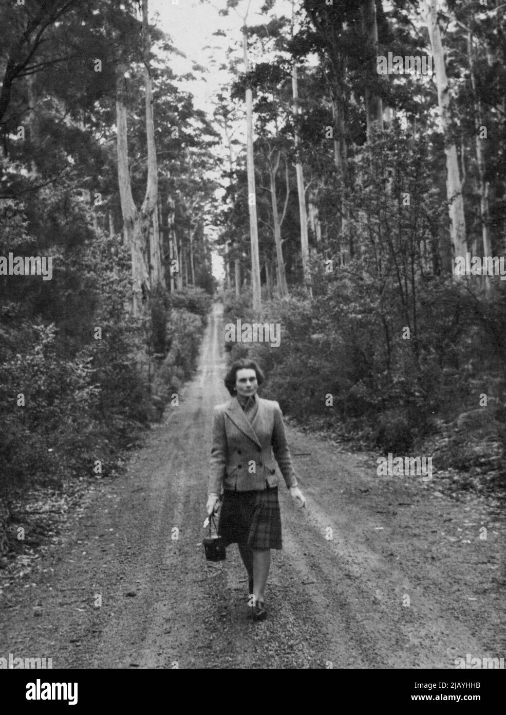 Nell'Australia Sud Occidentale -- la visita del Duca e della Duchessa di Gloucester all'area del legno pesante nel sud-ovest dell'Australia Occidentale ha fornito alcune scene insolite. Il termine del Duca come Governatore Generale dell'Australia sta volendo al termine e la coppia reale sta facendo un tour di addio. La Duchessa cammina da sola attraverso il legname di Karri giovane fuori Pemberton, centro del paese di fresatura del legname. Ottobre 01, 1946. Foto Stock