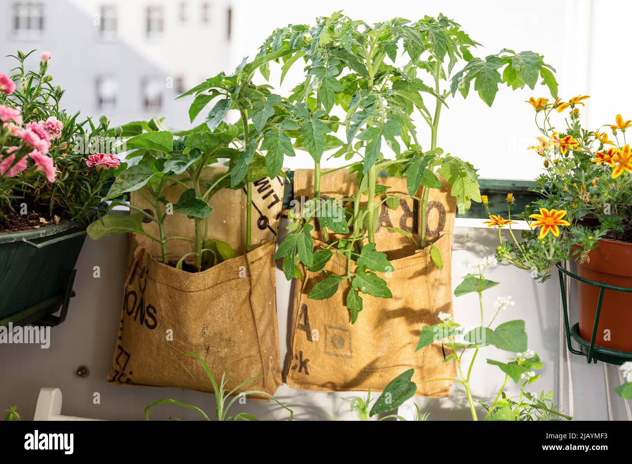 Sacchetti di tè riciclati per piante in crescita sul balcone. Borse riutilizzabili per la coltivazione di giardinaggio domestico. Concetto di sostenibilità e zero rifiuti Foto Stock