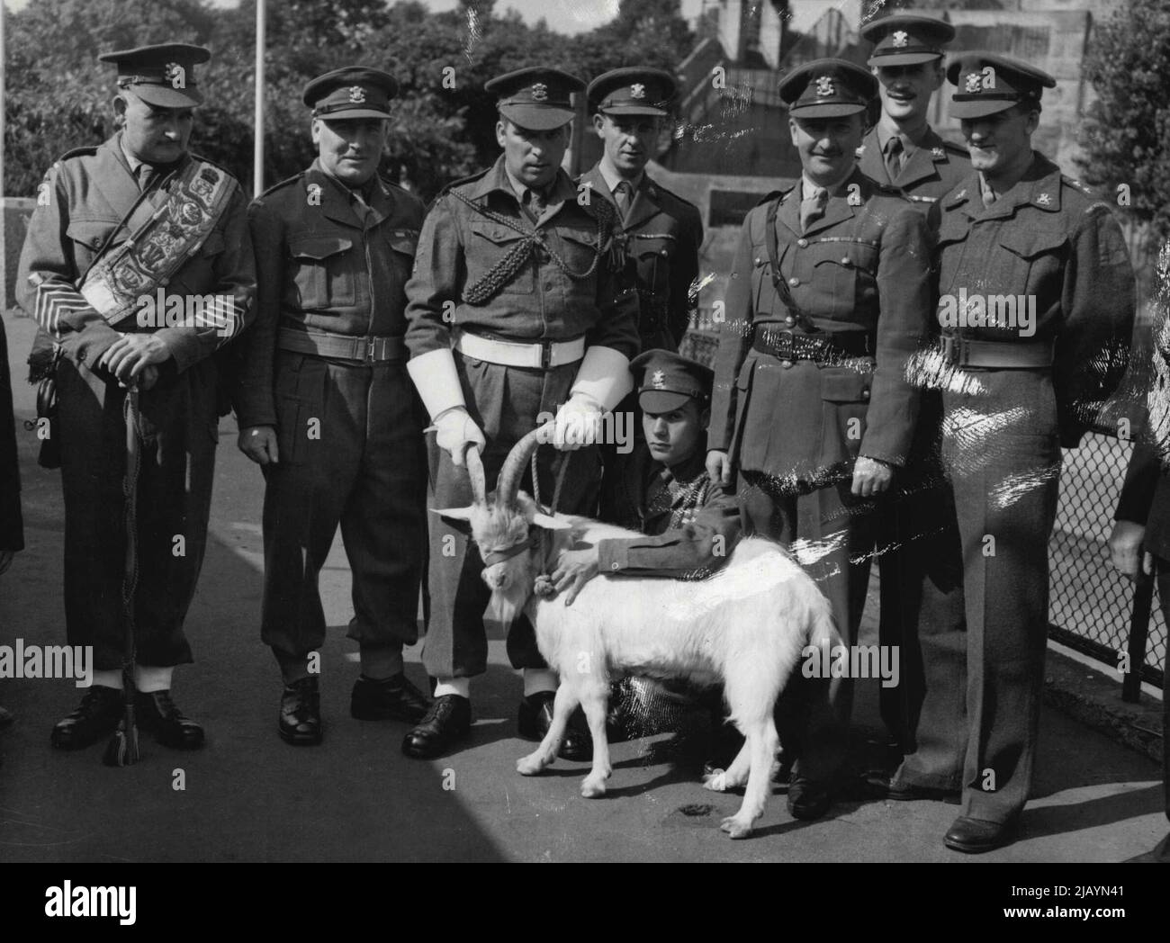 Major Harpur (in Sam Browne Belt) capra Major David Brooks (tenendo corna di capra) e Drum Major W. aller (a sinistra) con la nuova capra Regimental Mascot 'Sospan 1', quando lo hanno raccolto dal London Zoo, il 6 settembre 1953. Settembre 06, 1953. (Foto di stampa associata). Foto Stock