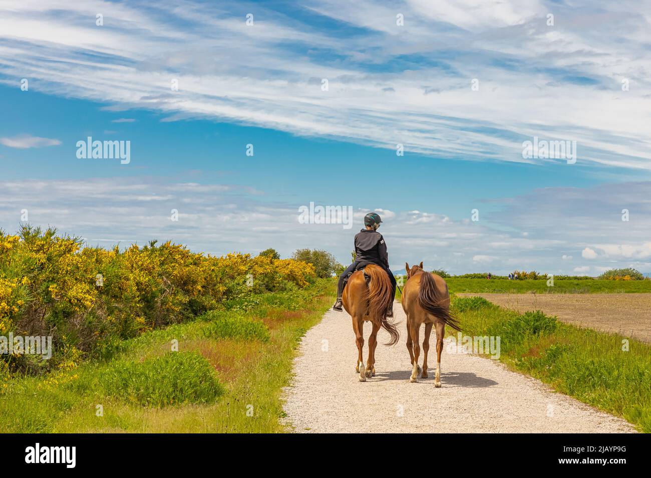 Una donna a cavallo. Dressage donna pilota a cavallo nel parco. Sport equestre. Foto di strada, fuoco selettivo, editoriale-Maggio 29,2022-Vancouve Foto Stock