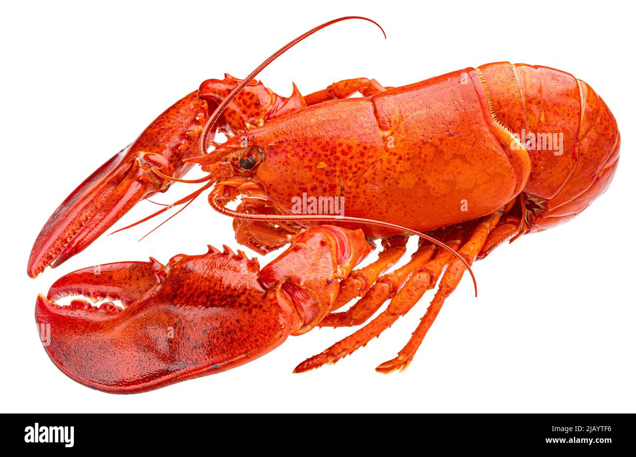 Red Lobster isolati su sfondo bianco Foto Stock