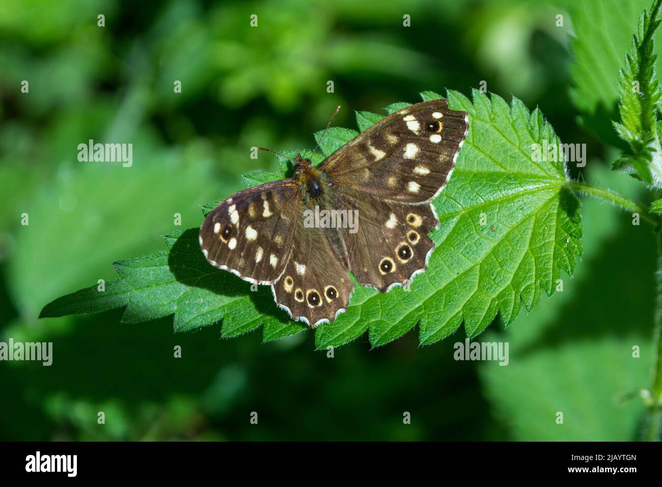 Una farfalla di legno a macchie (Pararge aegeria) poggia su una foglia di ortica nel suo ambiente preferito di ombra applacciata. Preso vicino a Pontop Pike, Tyne & Wear Foto Stock