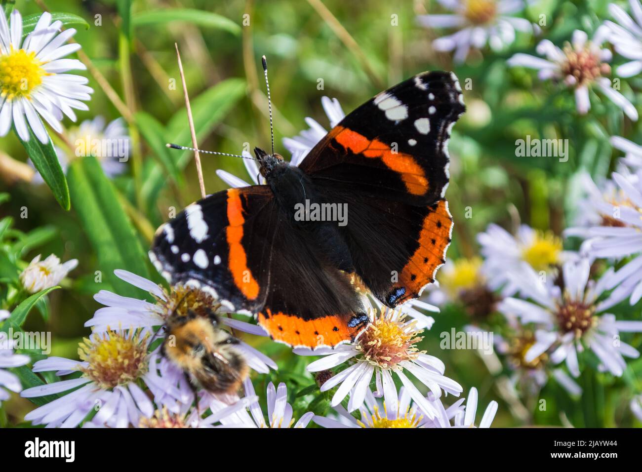 Una farfalla ammiraglio rossa (Vanessa atalanta) a riposo tra le margherite. Penshaw, Sunderland, Tyne & Wear, Regno Unito Foto Stock