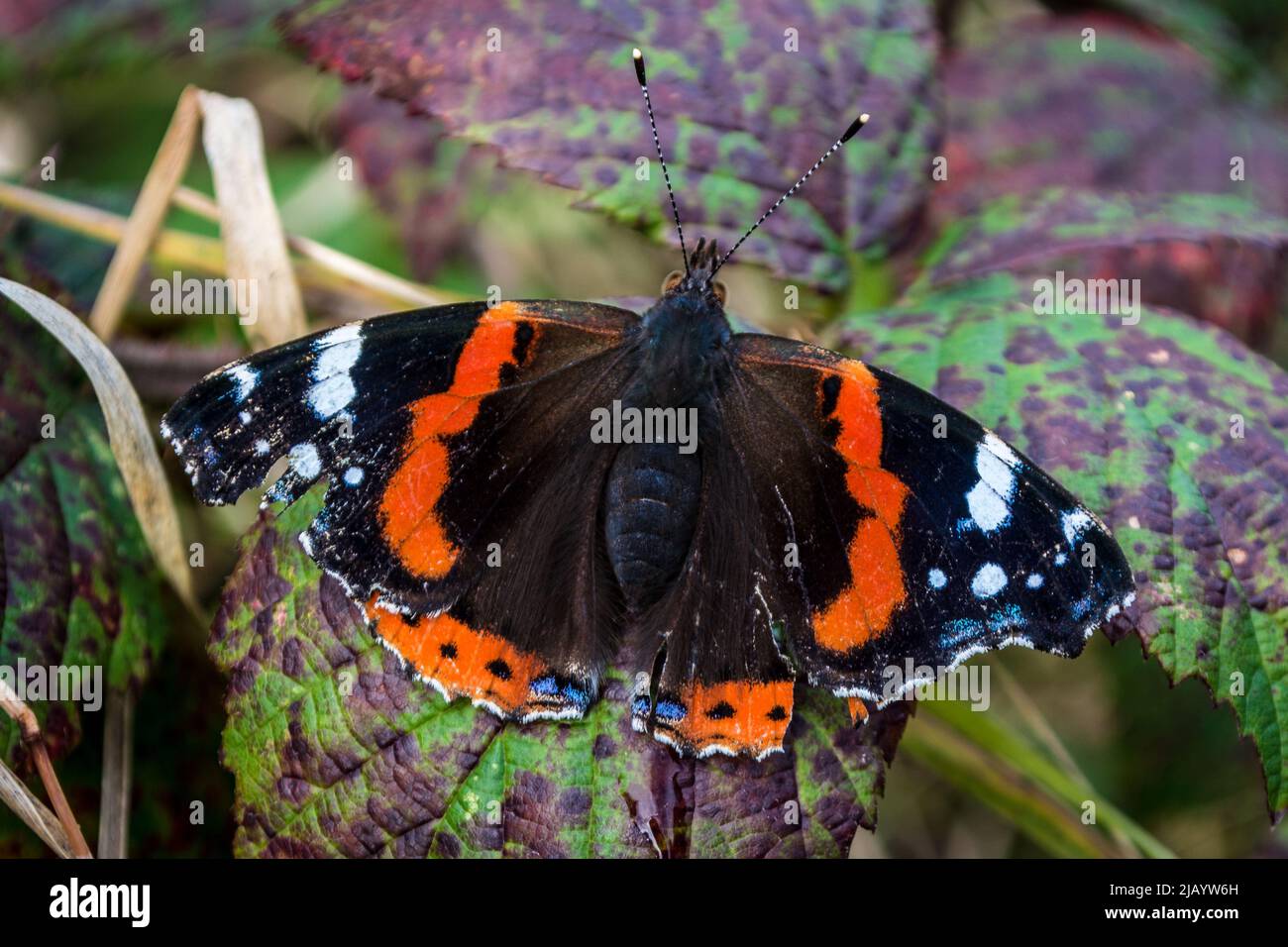 Una farfalla ammiraglio rossa (Vanessa atalanta) a riposo su foglie chiazzate. Penshaw, Sunderland, Tyne & Wear, Regno Unito Foto Stock