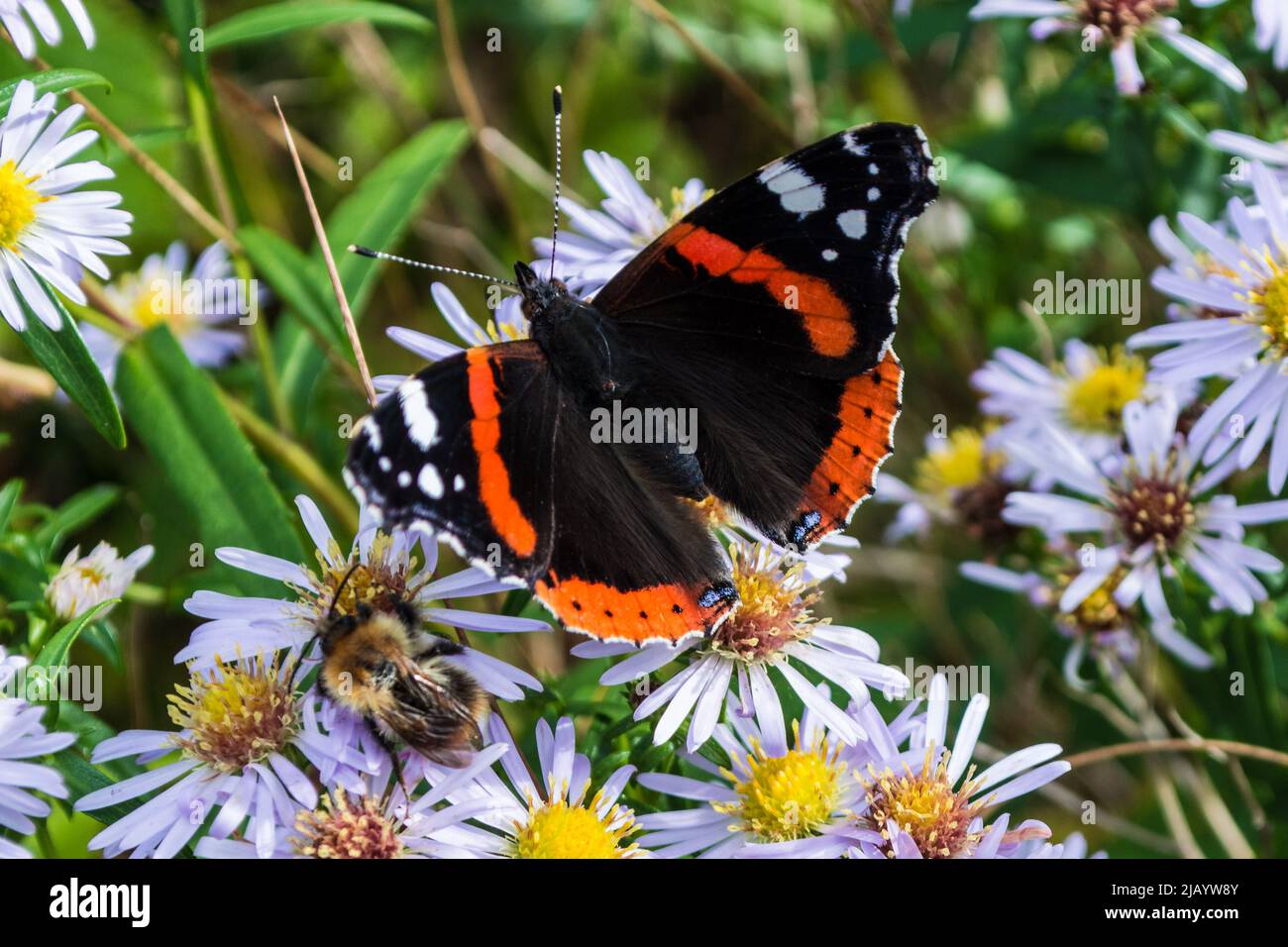 Una farfalla ammiraglio rossa (Vanessa atalanta) a riposo tra le margherite. Penshaw, Sunderland, Tyne & Wear, Regno Unito Foto Stock
