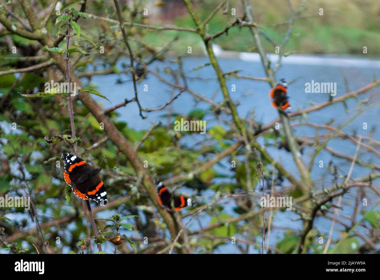 Una 'flottiglia' di ammiraglie rosse (Vanessa atalanta) che sono discese su un albero accanto al fiume indossare vicino a Penshaw, Tyne & Wear. Foto Stock