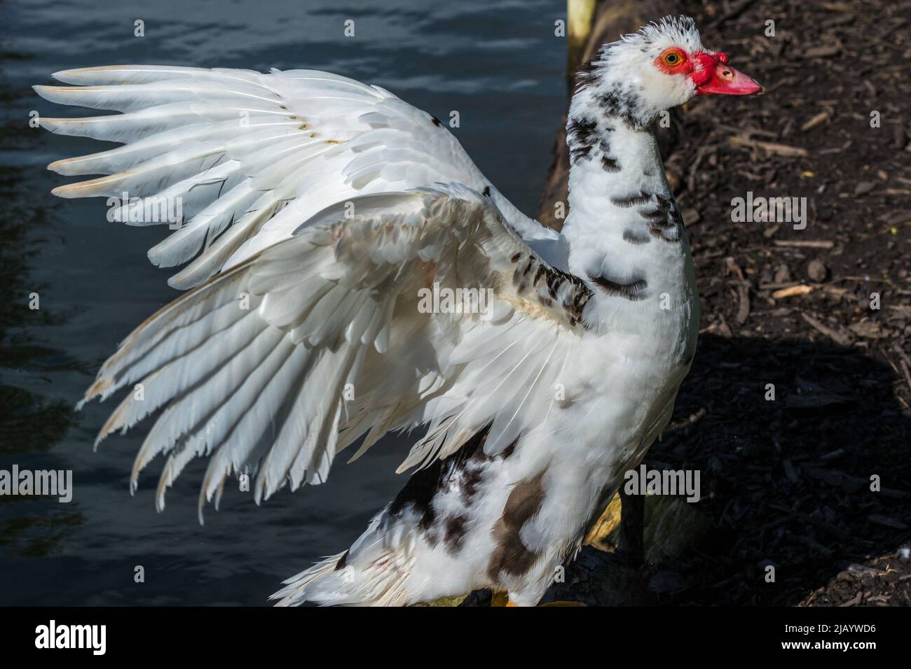 Un'anatra moscovica (Cairina moschata) flaps le sue ali. Preso in un laghetto vicino Penshaw, Tyne & Wear, Regno Unito. Foto Stock