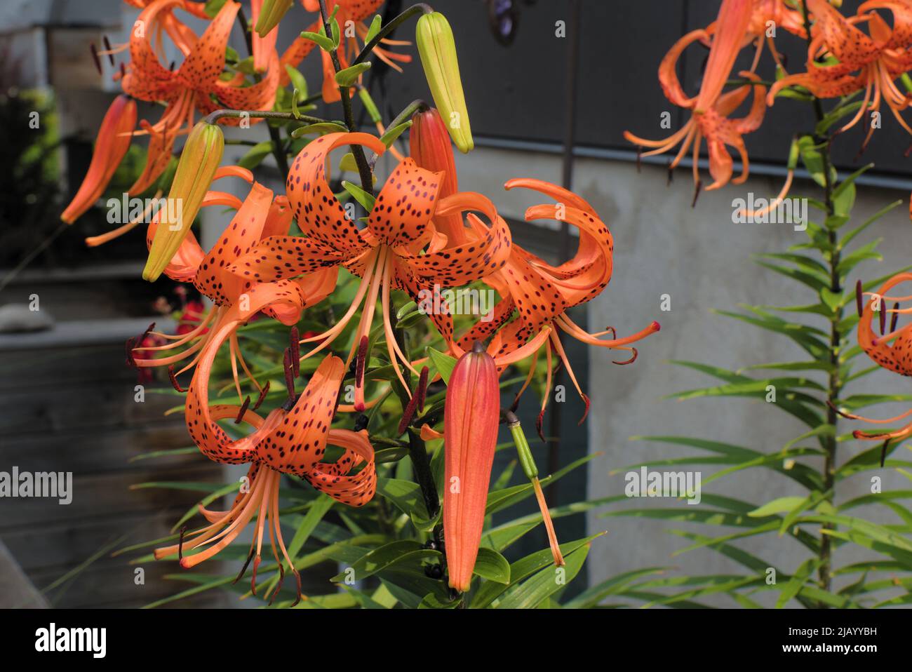 Fantastici fiori d'arancio di un giglio tigre in un soleggiato giardino primaverile a Ottawa, Ontario, Canada. Foto Stock