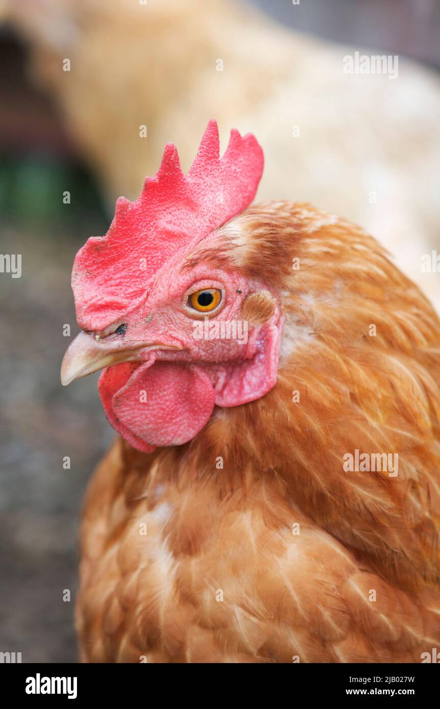 Close-up di immagine brown hen. Foto Stock