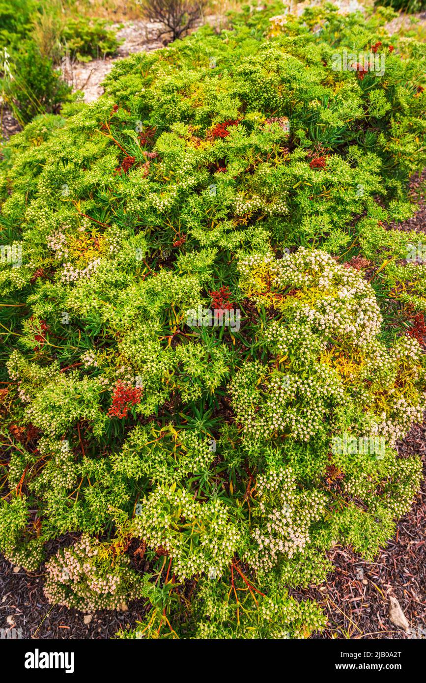 Santa Cruz Island Buckwheat (Eriogonum arborescens), Santa Cruz Island, Channel Islands National Park, California USA Foto Stock