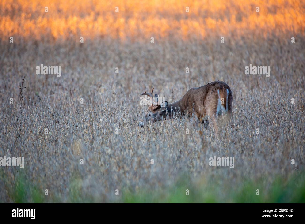 Buck di cervo dalla coda bianca (Odocoileus virginianus) che mangia in un campo di soia del Wisconsin, orizzontale Foto Stock