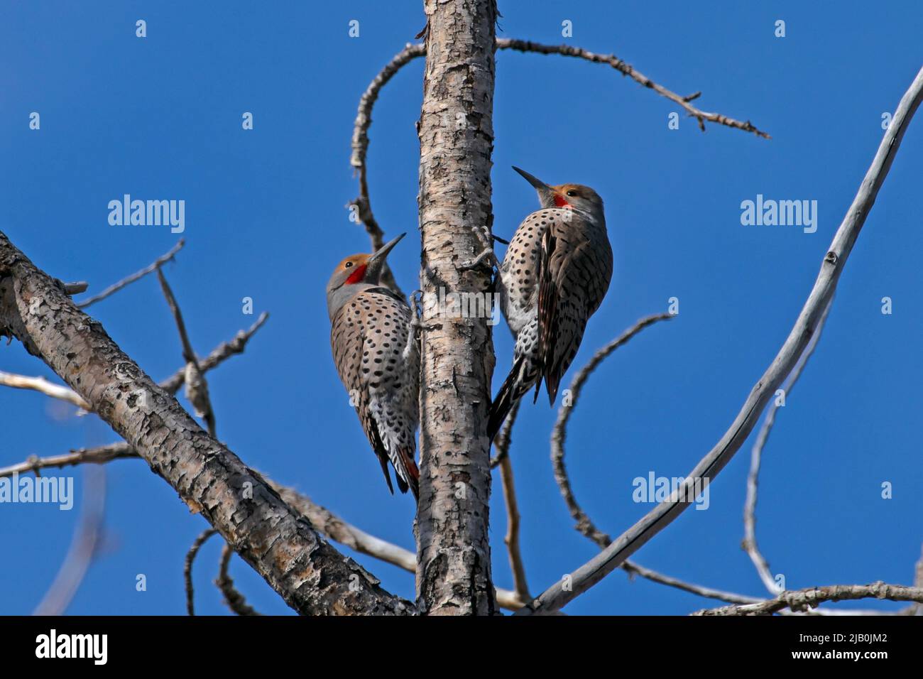 Northern Flicker (Colaptes auratus) coppia nella primavera 2022 lungo Greenway a Boise, Idaho, USA. Foto Stock