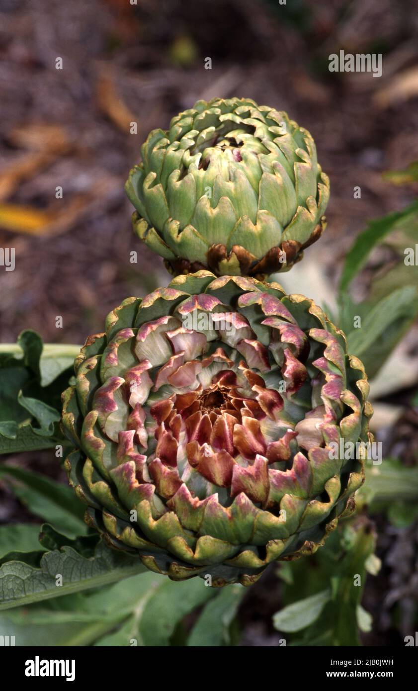 ARTICHOKKI GLOBO (CYNARA CARDUNCULUS SIN. SCOLYMUS) CONOSCIUTI ANCHE COME ARTICHOKKO FRANCESE O ARTICHOKKO VERDE. NEW SOUTH WALES, AUSTRALIA. Foto Stock