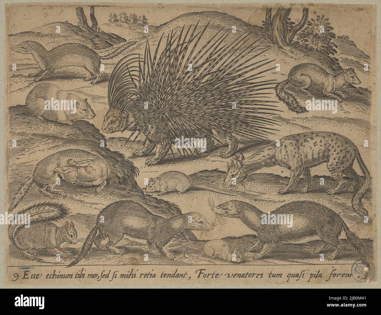 Un gruppo di animali (piccoli roditori) illustrazione scientifica sconosciuta Foto Stock