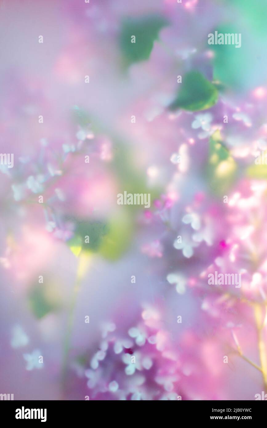 Intestazione fiore lilla, effetto acquerello astratto, texture botanica Foto Stock