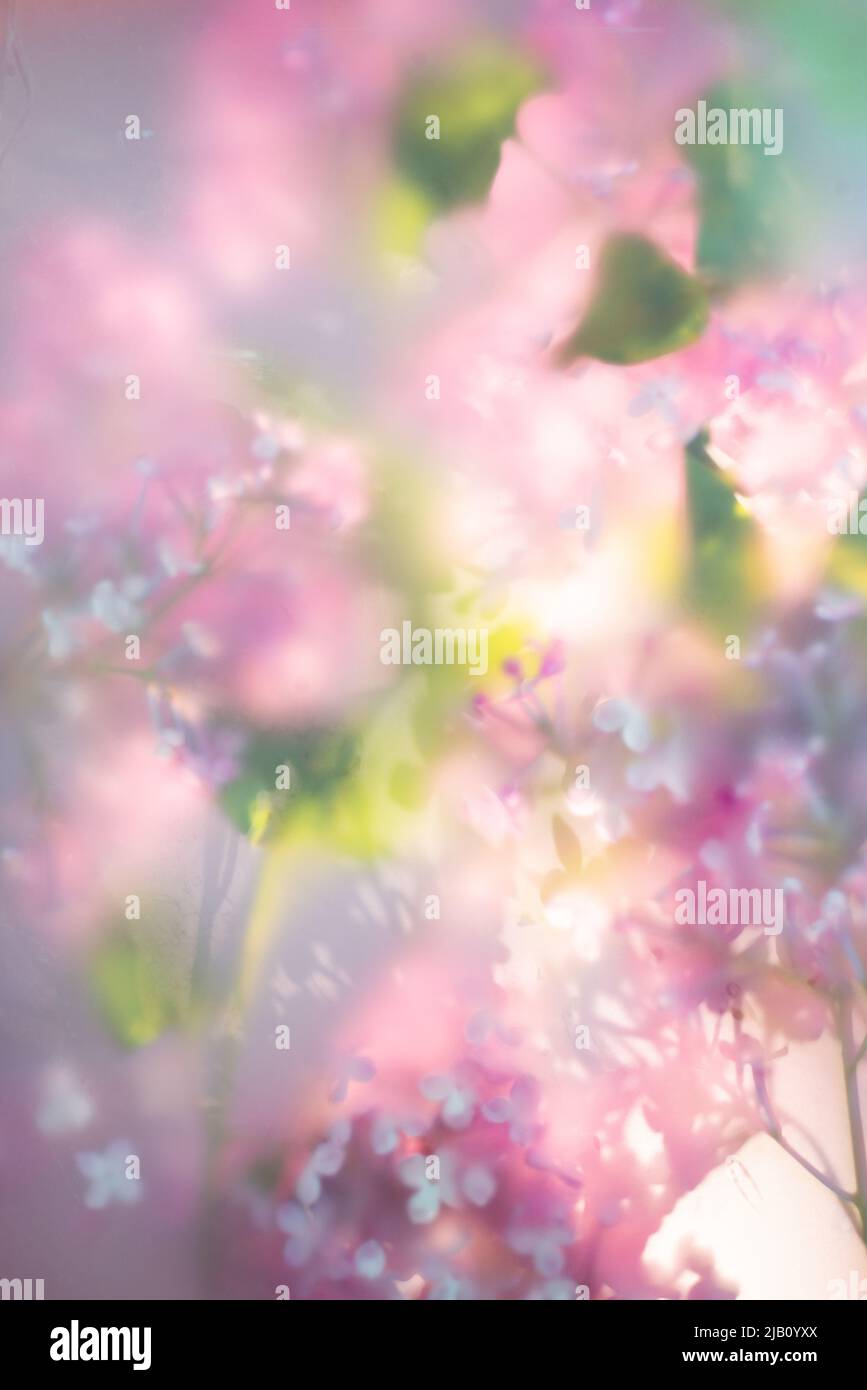 Intestazione fiore lilla, effetto acquerello astratto, texture botanica Foto Stock