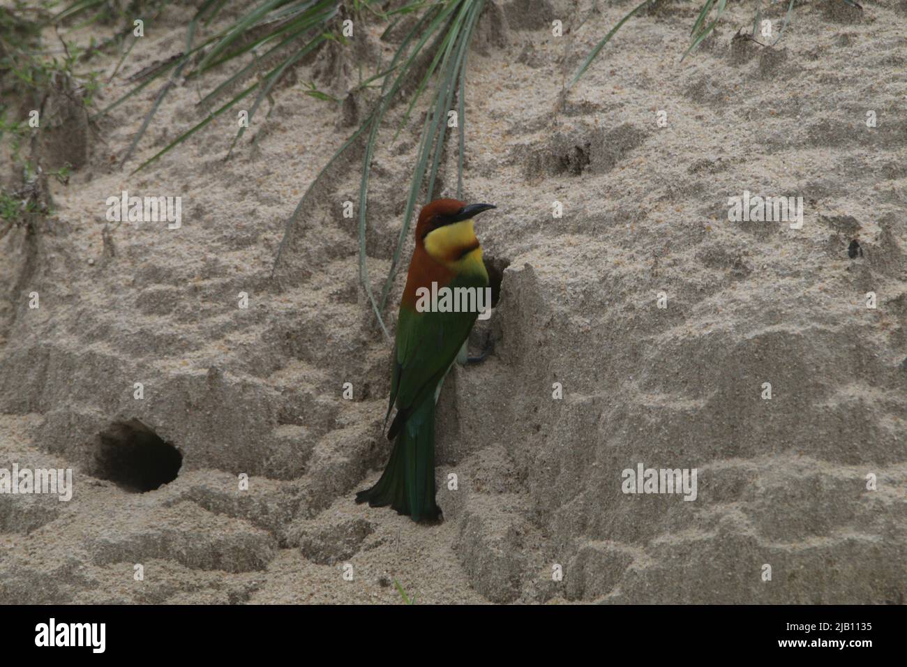 Uccelli dello Sri Lanka nel selvaggio Foto Stock