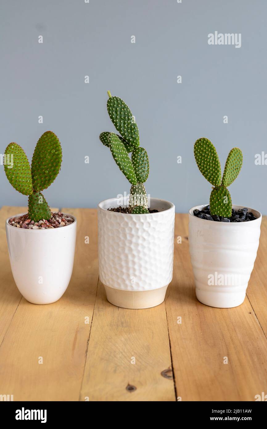 Opuntia Microdasys coniglietto orecchie cactus in vasi di ceramica bianca Foto Stock