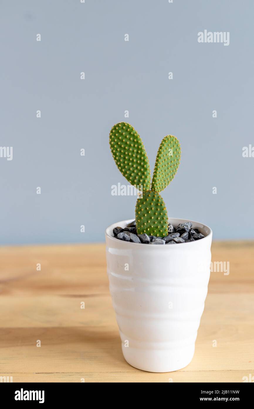Arancione Polka puntino cactus in una bella pentola Foto Stock