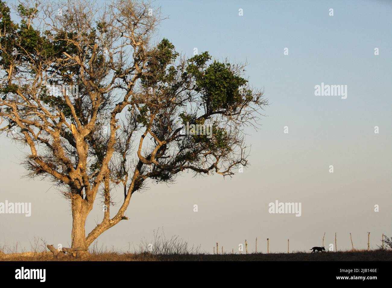 Un grande albero e prateria costiera in un giorno luminoso durante la stagione secca a Londa Lima, Kanatang, Sumba orientale, Nusa Tenggara orientale, Indonesia. Foto Stock